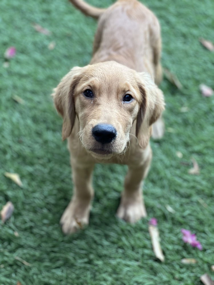 adoptable Dog in Dana Point, CA named Ben