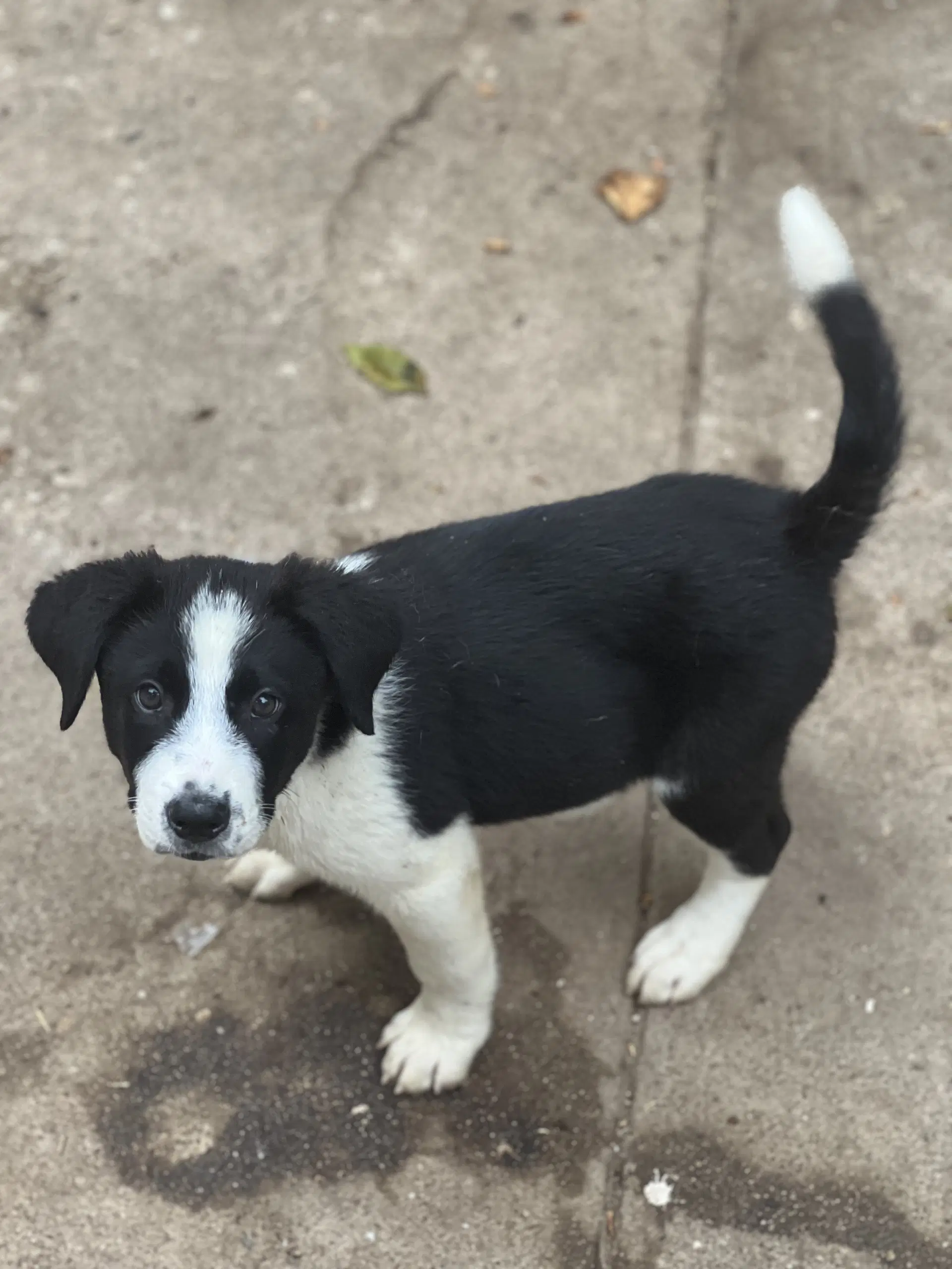 Jace - Australian Cattle Dog/Blue Heeler