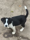 adoptable Dog in  named Jace