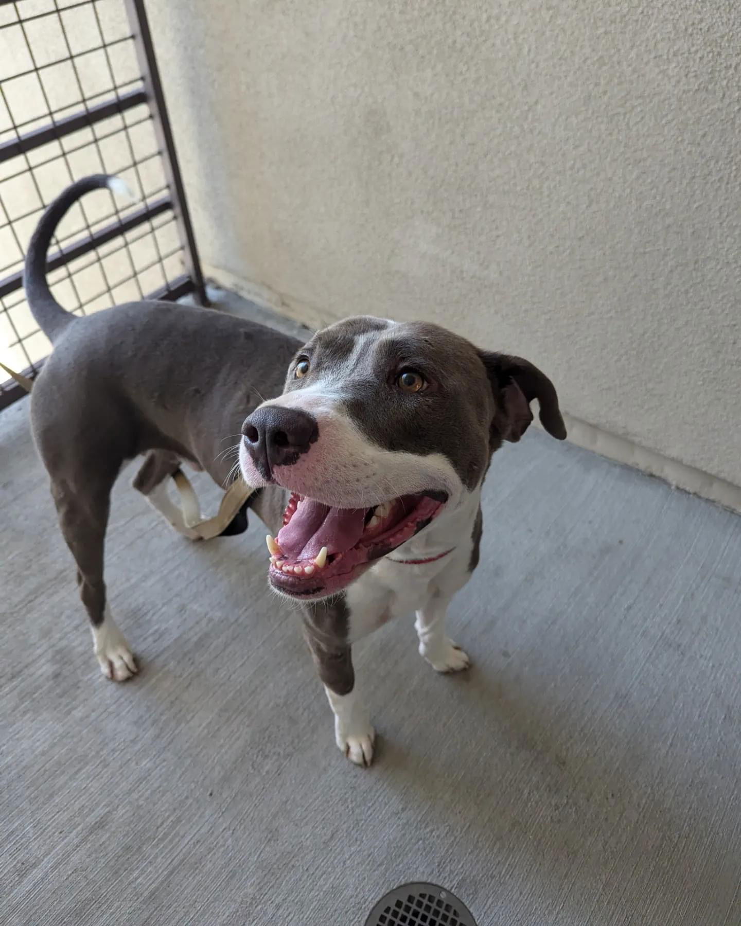 adoptable Dog in Dana Point, CA named Roscoe