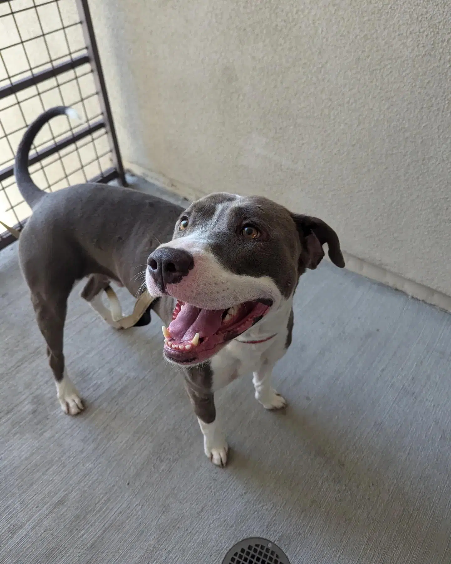 Roscoe - American Pit Bull Terrier