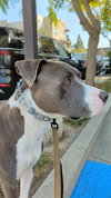 Roscoe - Photo 2