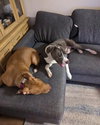 Roscoe - Photo 3