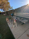 Roscoe - Photo 4