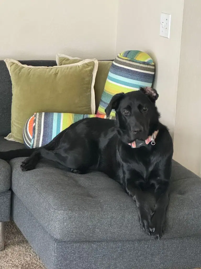 Kai - Black Labrador Retriever