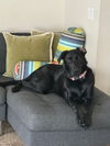 adoptable Dog in  named Kai