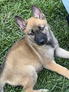 adoptable Dog in  named Pumpkin