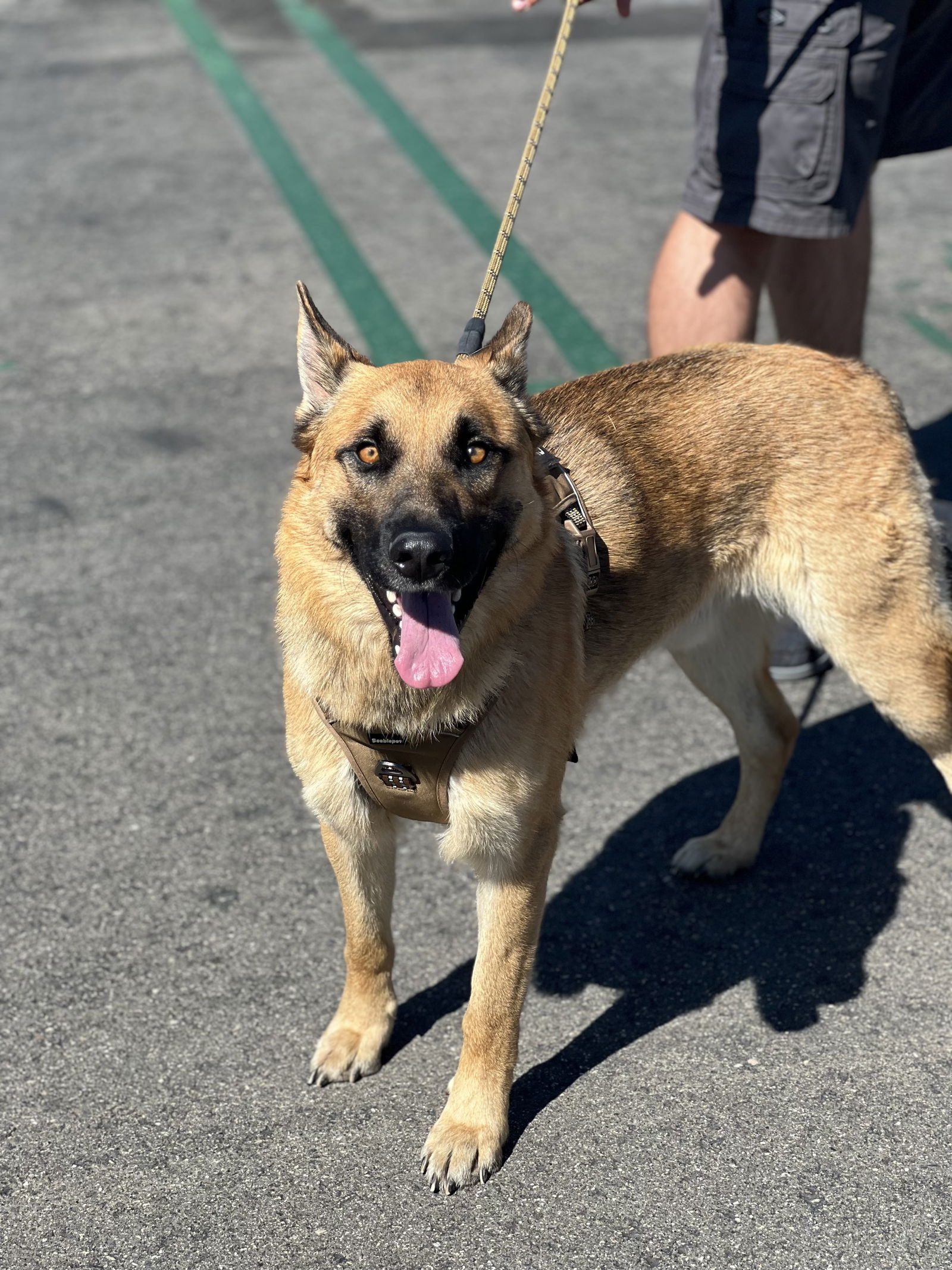 adoptable Dog in Dana Point, CA named Titan