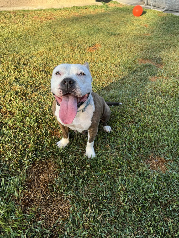adoptable Dog in Dana Point, CA named Betty