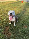 adoptable Dog in dana point, CA named Betty