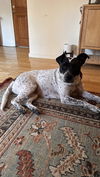 adoptable Dog in  named Journey