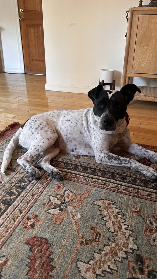 JOURNEY - Australian Cattle Dog/Blue Heeler / American Bulldog available for adoption