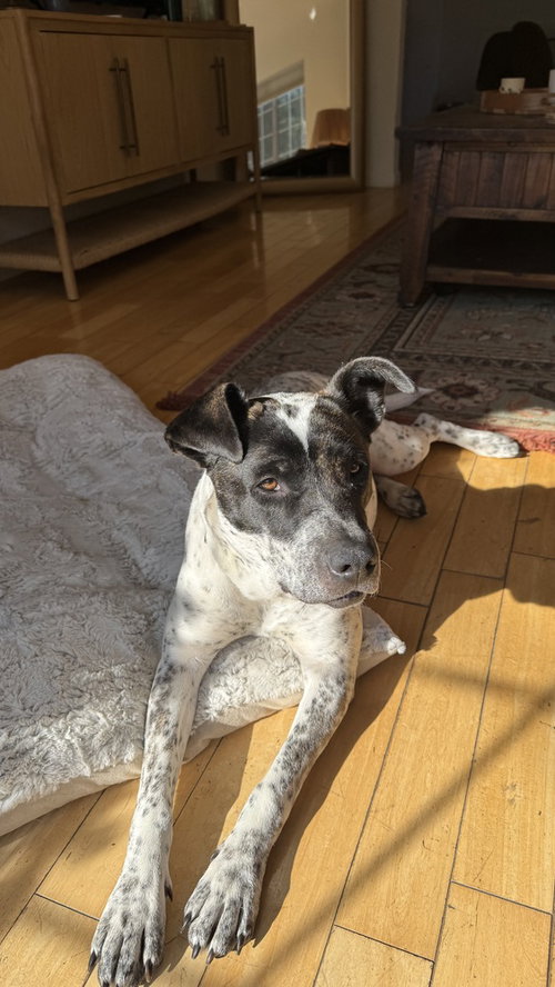 JOURNEY - Australian Cattle Dog/Blue Heeler / American Bulldog available for adoption