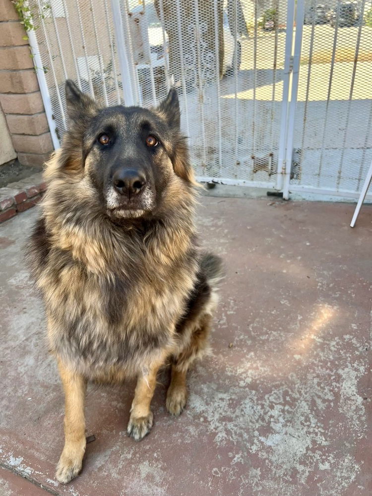 adoptable Dog in Dana Point, CA named Moss