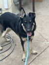 adoptable Dog in dana point, CA named Bindy