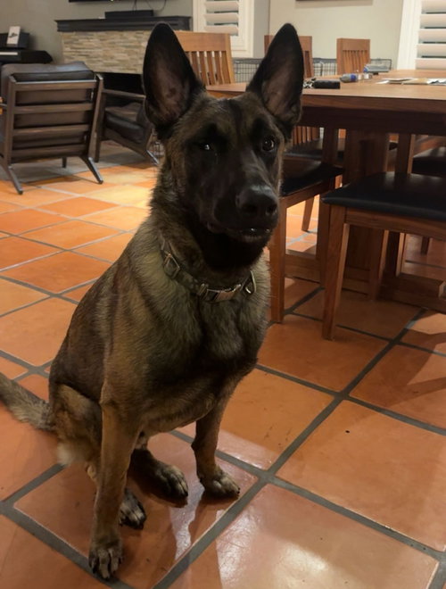 MATEO - Belgian Shepherd Malinois available for adoption