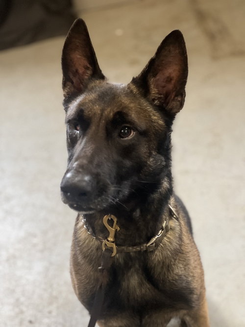 MATEO - Belgian Shepherd Malinois available for adoption