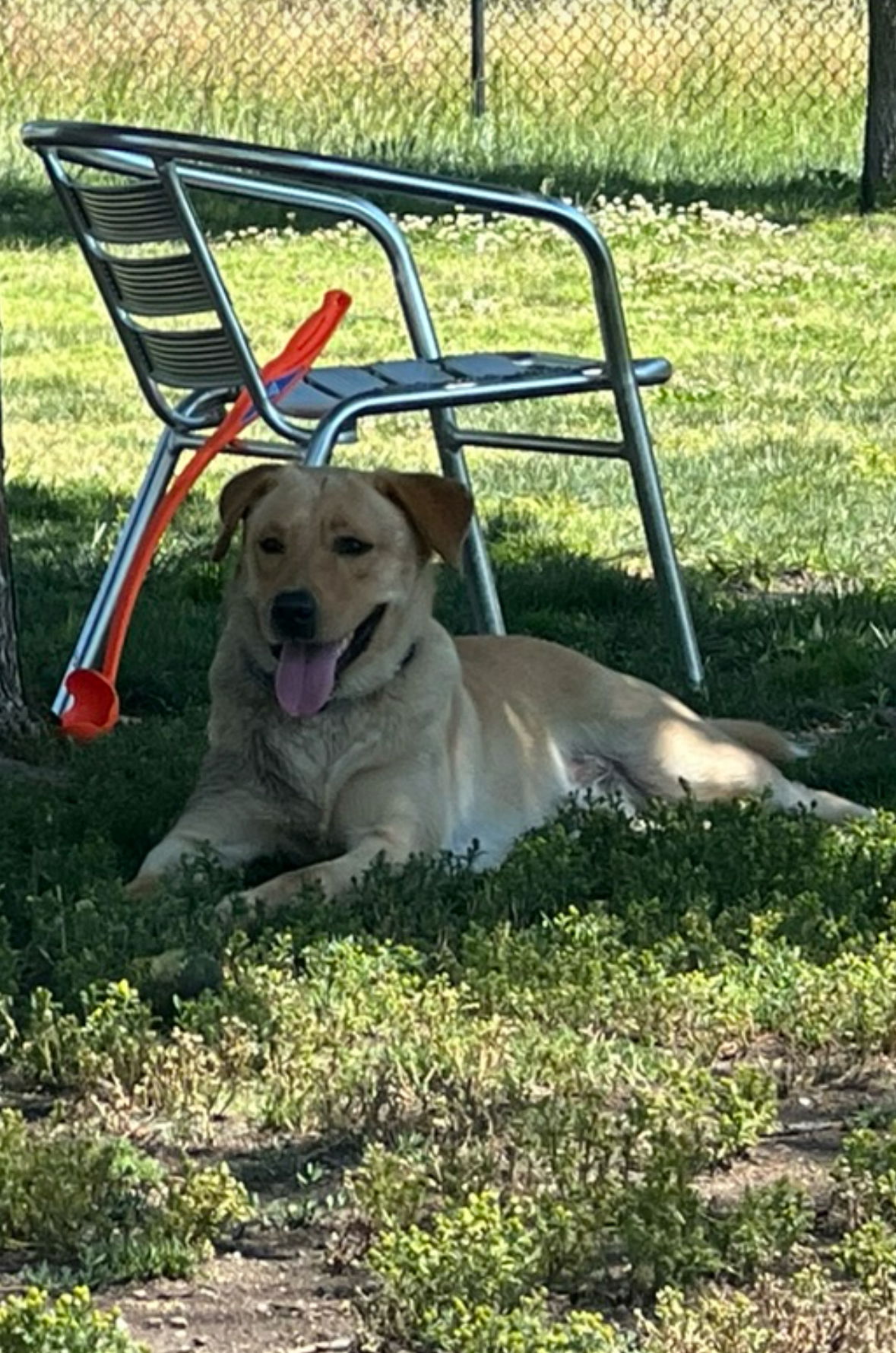 adoptable Dog in Dana Point, CA named Biscuit