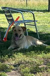 adoptable Dog in dana point, CA named Biscuit
