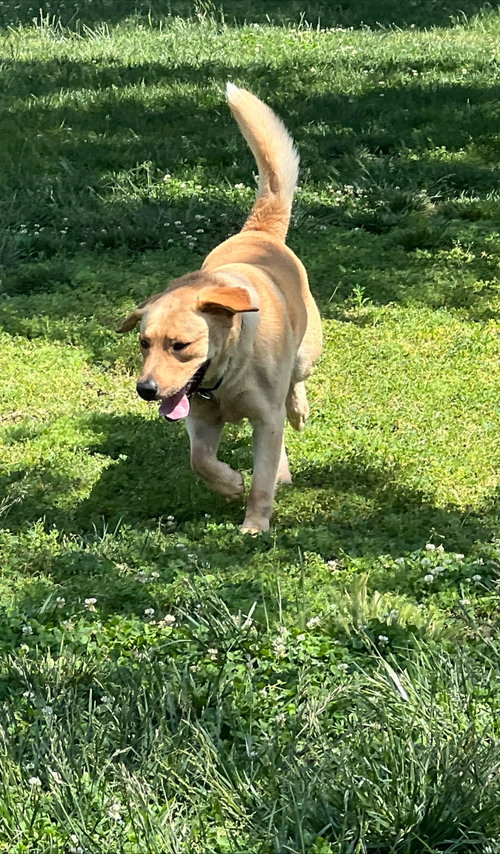 BISCUIT - Labrador Retriever available for adoption