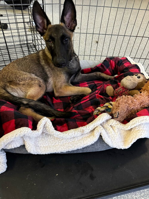 MATEO - Belgian Shepherd Malinois available for adoption