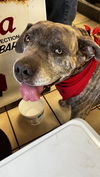 adoptable Dog in  named Pancho