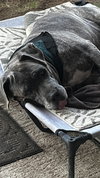 Pancho - Photo 3