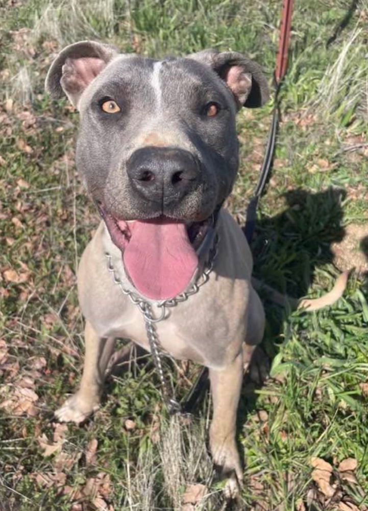 adoptable Dog in Dana Point, CA named Blue
