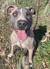 adoptable Dog in dana point, CA named Blue