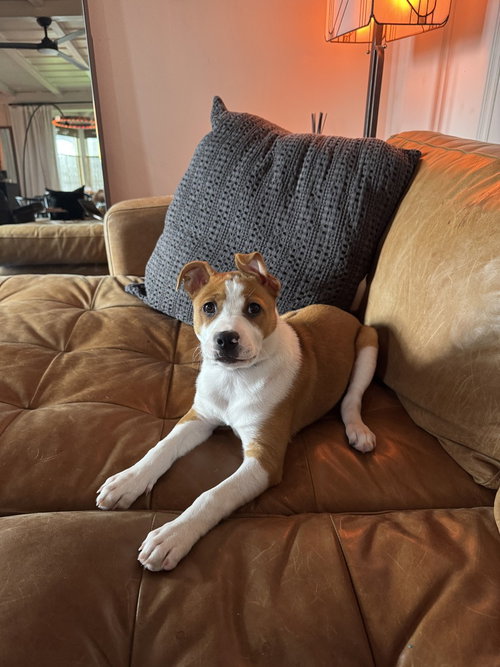 ROO - Pit Bull Terrier available for adoption