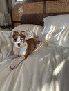 Roo - Photo 2