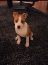 Roo - Photo 3