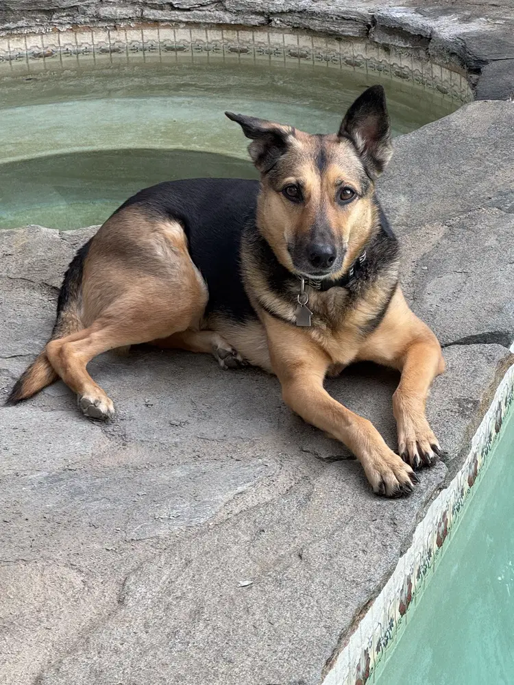 Sadie - German Shepherd