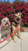 Sadie - Photo 2