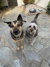 Sadie - Photo 4