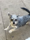 adoptable Dog in  named Martha