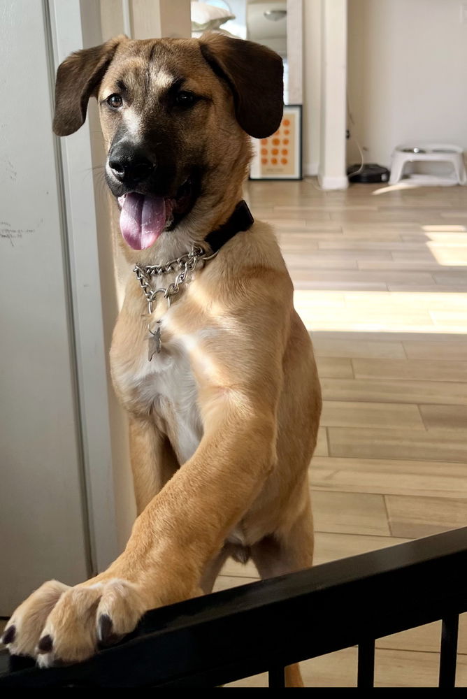adoptable Dog in Dana Point, CA named Rex