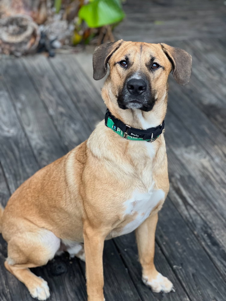 Rex Image