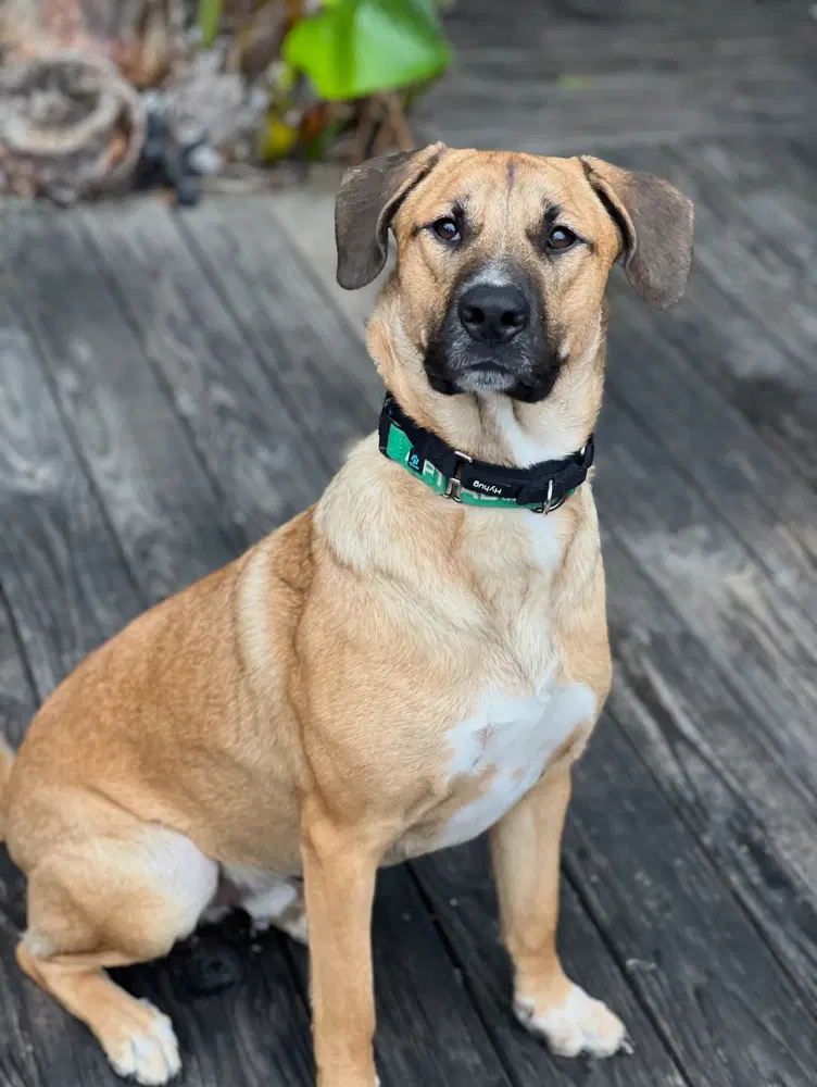 Rex - Labrador Retriever