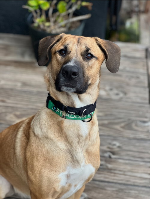 REX - Shepherd / Boxer available for adoption