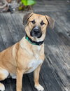 Rex - Photo 3
