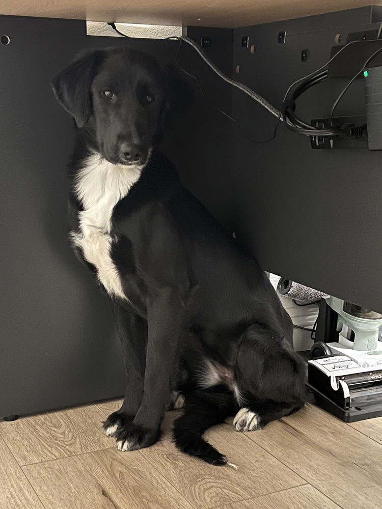 adoptable Dog in Dana Point, CA named Reux
