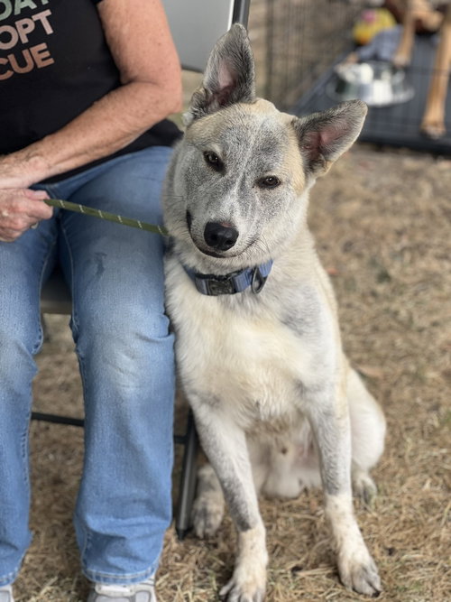 ROCKET FORMERLY RANGER - Husky available for adoption
