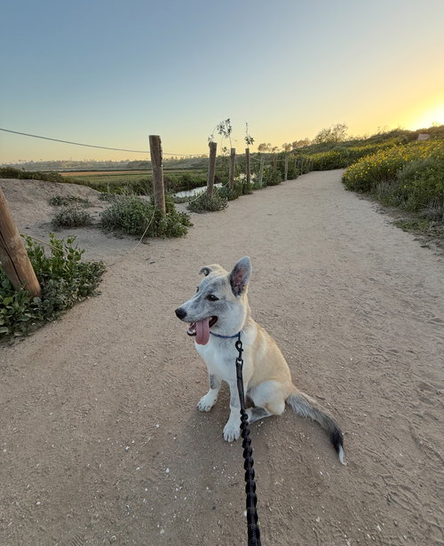ROCKET FORMERLY RANGER - Husky available for adoption