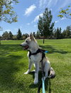 Rocket formerly Ranger - Photo 3