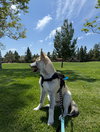 Rocket formerly Ranger - Photo 4