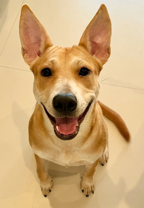 FOXY FORMERLY LINEN - Australian Cattle Dog/Blue Heeler / Shepherd available for adoption