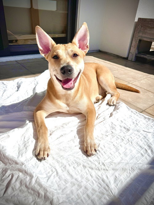 FOXY FORMERLY LINEN - Australian Cattle Dog/Blue Heeler / Shepherd available for adoption