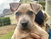 adoptable Dog in  named Rubi
