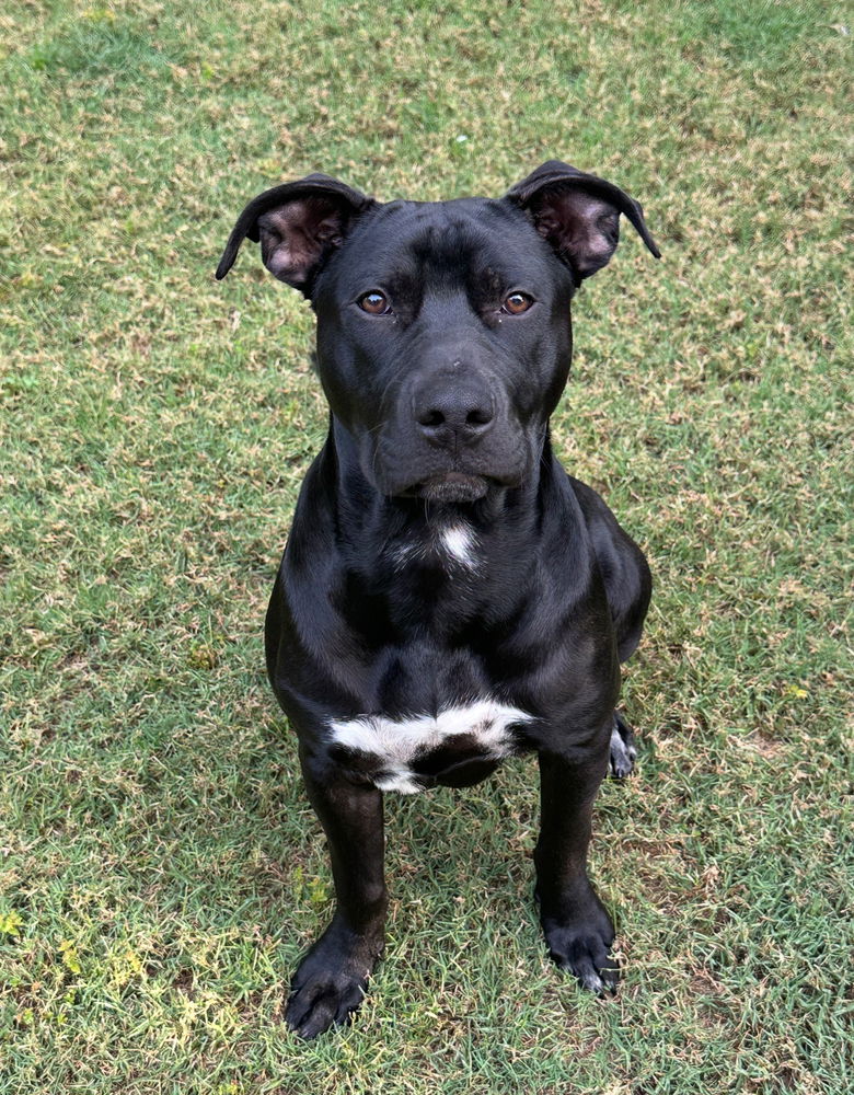 adoptable Dog in Dana Point, CA named Onyx